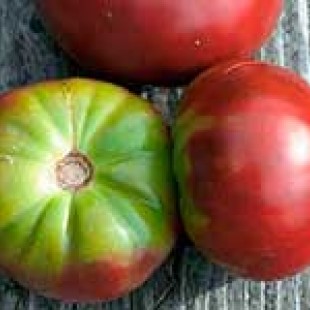 Почему помидоры вызревают не до конца, плечики остаются зеленые