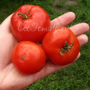 Сорт томата Безрассадный