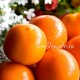 Сорт томата Dwarf Orange Tree (Гном Апельсиновое дерево)