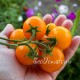Сорт томата Горшечный оранжевый