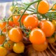 Сорт томата Горшечный оранжевый