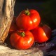 Сорт томата Грунтовый 5