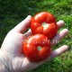 Сорт томата Грунтовый-3
