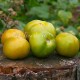 Сорт томата Lime Green Salad (Лайм Грин Салад), США