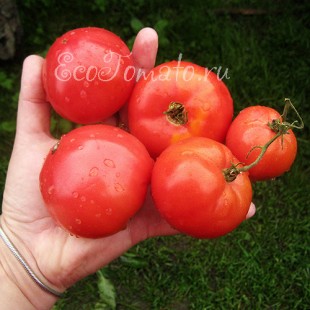 Сорт томата Малинвоый Непасынкующийся