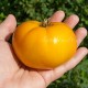 Сорт томата New Big Dwarf, orange (Новый большой гном, оранжевый)