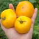 Сорт томата New Big Dwarf, orange (Новый большой гном, оранжевый)