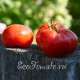 Сорт томата Новый Грунтовый