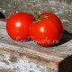 Сорт томата Обильные Сараева
