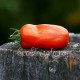 Сорт томата Перцевидный Полосатый