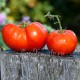 Сорт томата Штамбовый крупноплодный