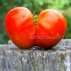 Сорт томата Штамбовый крупноплодный