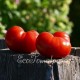 Сорт томата Сибирский Скороспелый