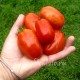 Сорт томата Сливка Одесская