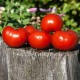 Сорт томата Супер-томат