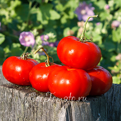 Сорта томатов для Тамбовской области названия, фото, описание