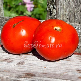 Сорт томата Удачный