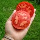Сорт томата Валютный