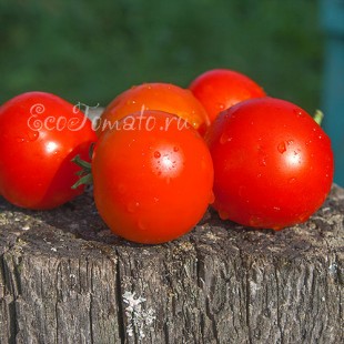 Сорт томата Яблонька России