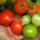 Сорт томата Яйца агронома