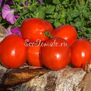 Сорт томата Яйца агронома
