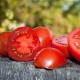 Клуша, новый сорт томата