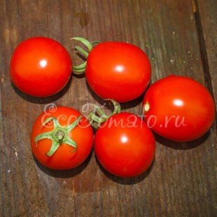 Лагидный сорт томата