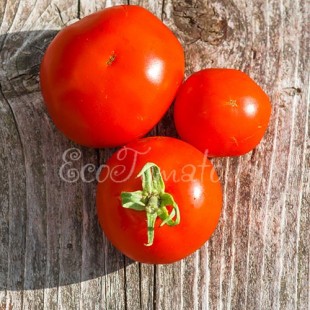 Сорт томата Выскочка