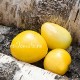 Сорт томата Dwarf Lemon Ice (Дварф Лемон айс / Лимонный лед)