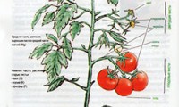 Заболевания томатов и отклонения в их росте