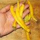 Перец острый Датч чили желтый (Dutch Chili yellow)
