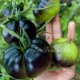 Сорт томата Black Beauty (Черная Красота), США