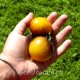 Сорт томата H-34 Rot (желтый) / Belle coeur, США