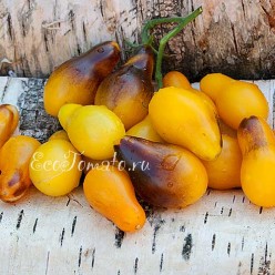 Indigo Kumquat pear (Индиго кумкват грушевидный)