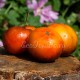 Сорт томата Lucid Gem (Яркий самоцвет), США