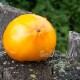Сорт томата Belle Maurinoise Jaune (Белле Мауринос Жен, Прекрасный Мауринос желтый), Франция