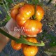 Большая Радуга, двухцветный сорт томата
