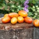 Сорт томата Blush (Блаш, Румянец), США