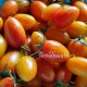 Сорт томата Blush (Блаш, Румянец), США