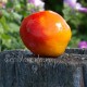 Сорт томата Burracker's Favorite (Бурракерские любимцы), США