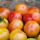 Сорт томата Rainbow Cherry (Черри Радуга)