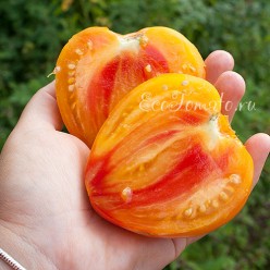Coeur de Zebre / Heart of Zebre Apricot (Сердце зебры), Франция