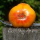 Сорт томата Грейпфрут