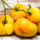 Сорт томата Минусинское манго