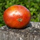 Сорт томата Muddy Mamba (Мутная мамба), США