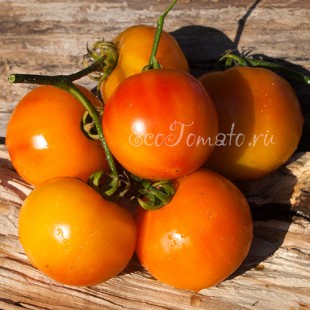 Сорт томата Old German (Старый немецкий), США