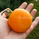 Сорт томата Peach Blow Sutton (Персик блов саттон)