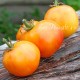 Сорт томата Peach Blow Sutton (Персик блов саттон)