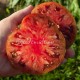 Сорт томата Abracazebra (Абраказебра), США