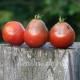 Сорт томата Wine jug (Винный Кувшин, США)
